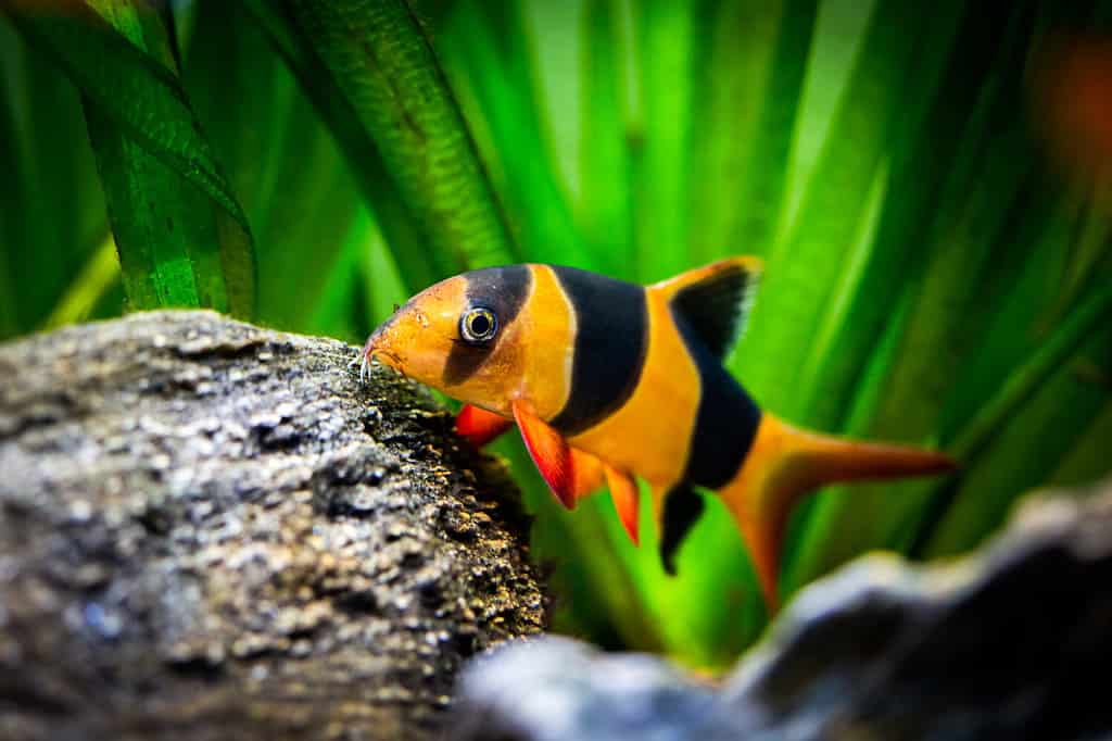 Grande cobite pagliaccio in acquario (Chromobotia macracanthus)