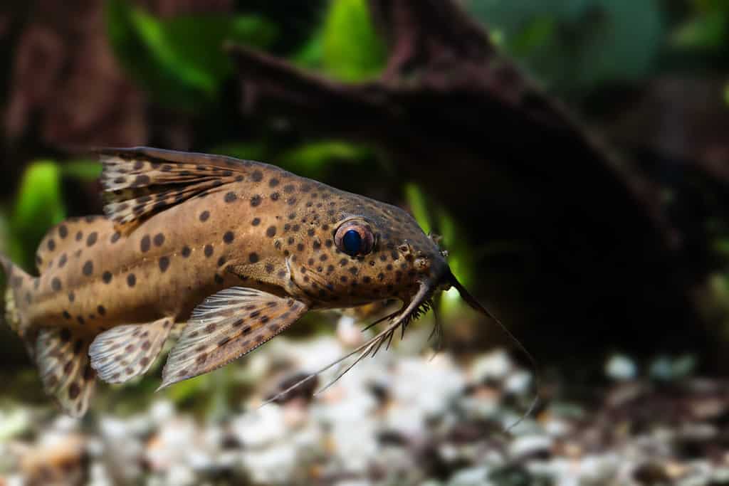 Vista macro di tre paia di barbigli del pesce gatto. Synodontis nigriventris pesce predatore africano capovolto e chiazzato, pelle marrone mimetica. Foto con profondità di campo ridotta.