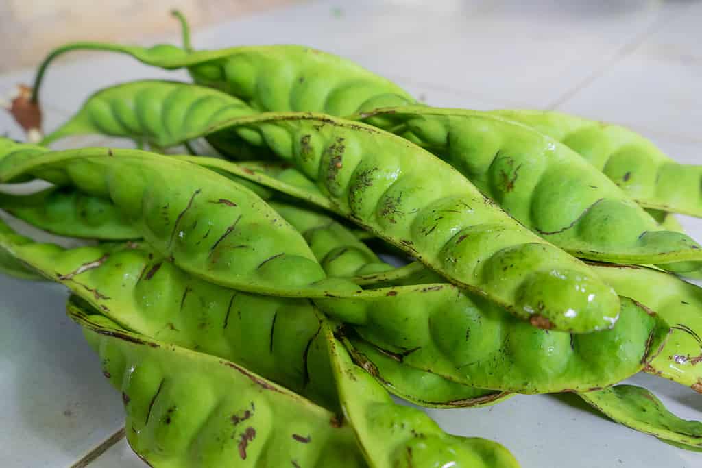 Crudo di petai o pete in latino Parkia speciosa. Le piante di Pete crescono in Indonesia. Zongchak è popolare nella cucina indiana e asiatica. Prende i suoi nomi popolari, fagiolo puzzolente o fagiolo amaro, a causa del suo odore insolito.