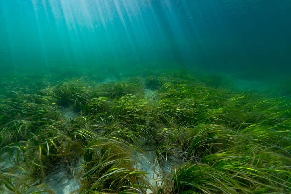 L'anguilla (Zostera marina) è una verdura di mare che inizia con Z.