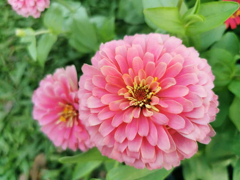 La zinnia è una pianta erbacea con fiori in molti colori come rosso, rosa, bianco, arancione, viola. I fiori della zinnia vengono essiccati e macinati una polvere per preparare il tè