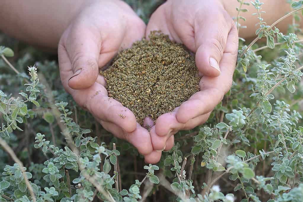 Spezie Za'atar fatte in casa.