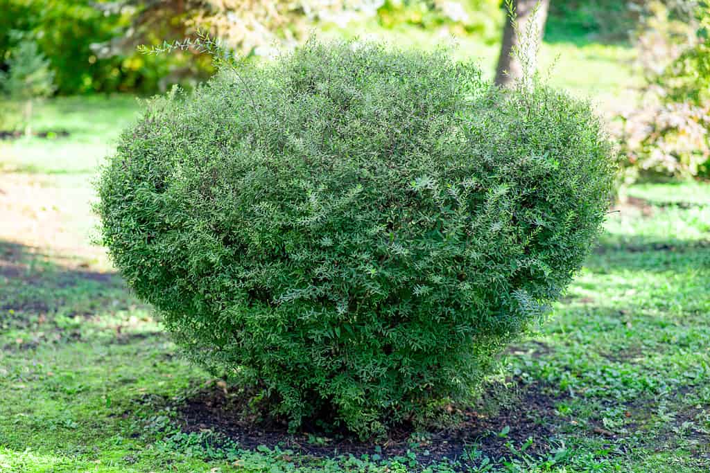 Bosso a foglia piccola. Buxus microphylla. Cespuglio verde tagliato in un giardino batanico. progettazione del paesaggio.