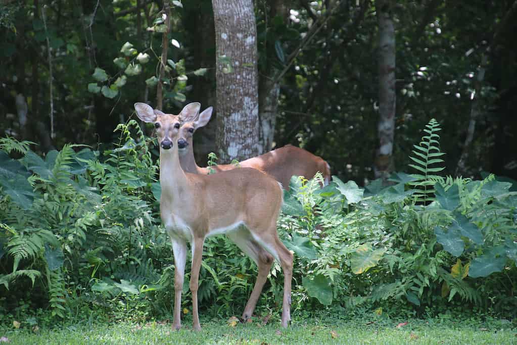 Cervi in alberi e cespugli verdi
