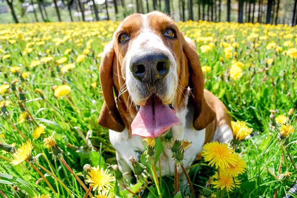 Bellissimo e adorabile giovane basset hound che sorride felicemente seduto in un campo di dente di leone con uno sfondo sfocato pieno di fiori gialli, foglie verdi e alberi, stagione primaverile in Europa.