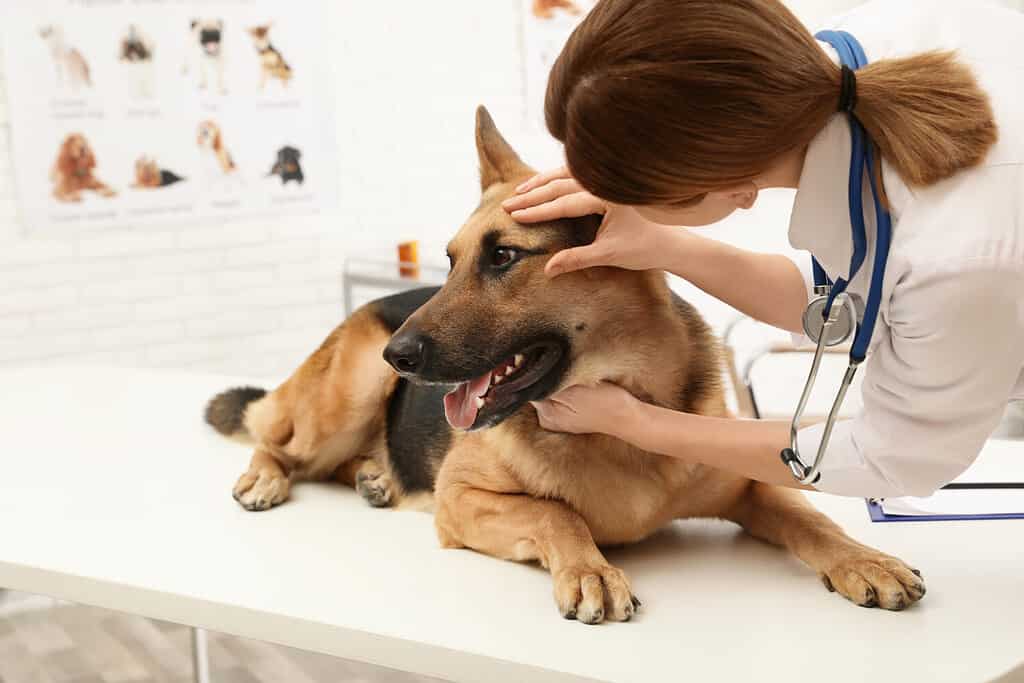 Portare il tuo cane dal veterinario per discutere di questo comportamento è meglio per escludere qualsiasi motivo di salute per mangiare la cacca. 
