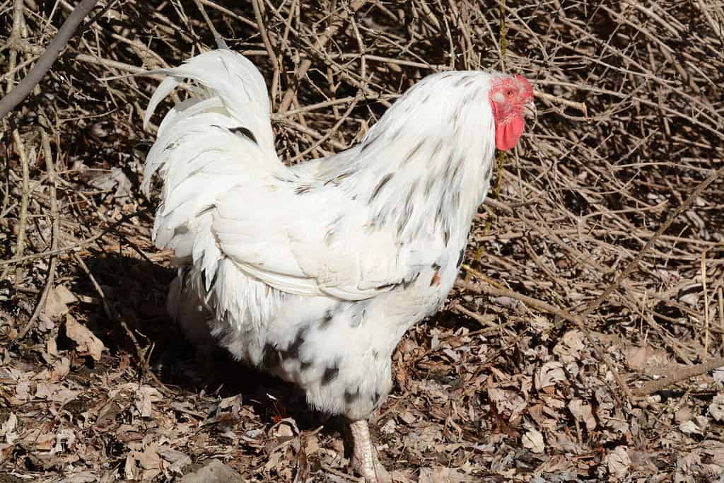 Gallo Chantecler che mostra l'intero corpo con bargiglio, cresta, catene e becco in piedi nell'aia di una fattoria.