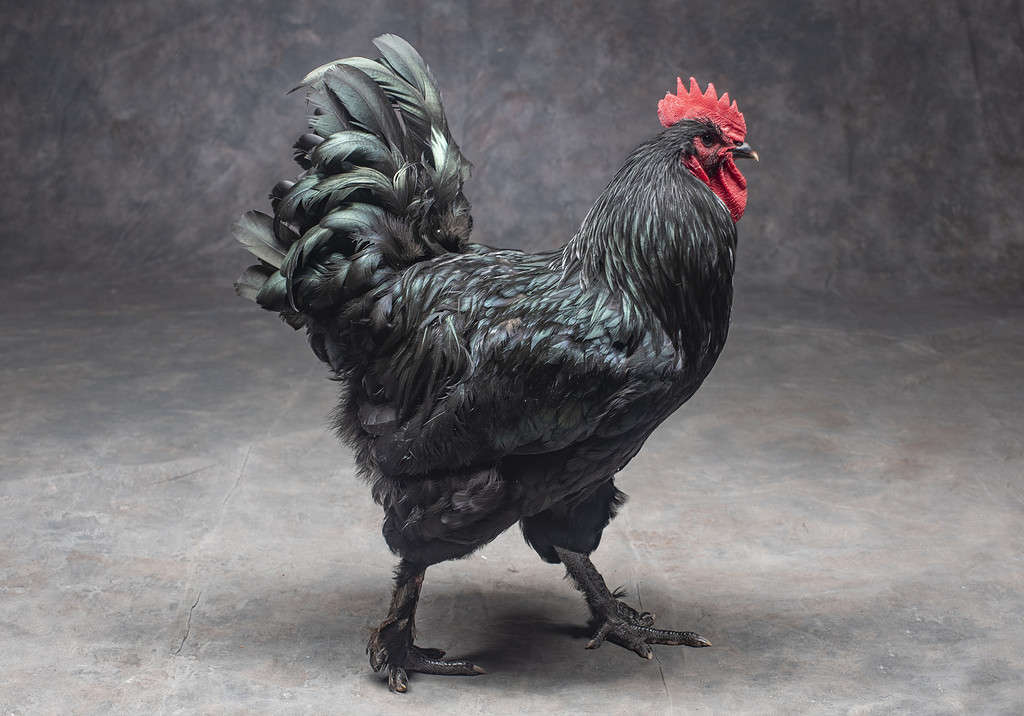 Langshan Nero