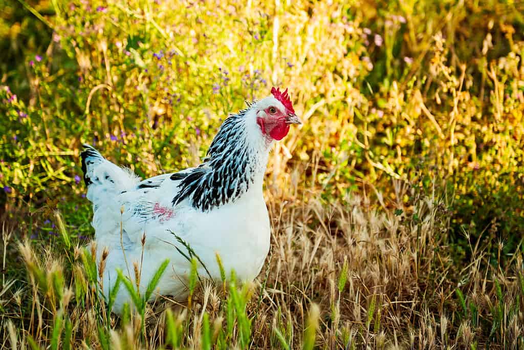 Gallina del Delaware della gamma libera fuori nel campo