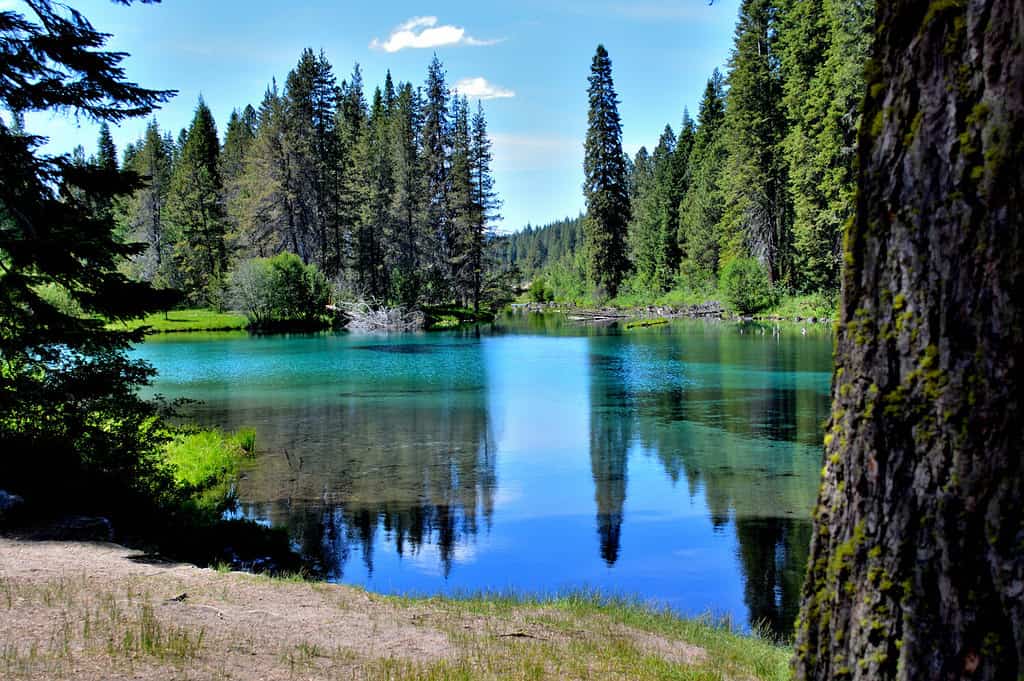 Le acque della sorgente del fiume Wood nascono nel Jackson Kimball State Park, nell'Oregon, e scorrono fino all'Agency Lake. È ben noto per la pesca alla trota e il kayak.