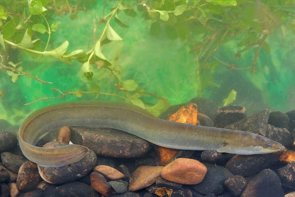 Anguilla europea, Anguilla anguilla. Preso River Culm, Inghilterra.