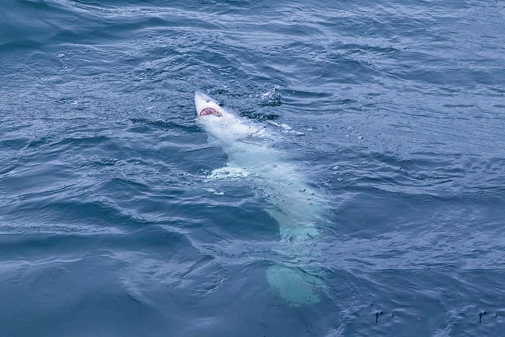 Squalo smeriglio, Denti di animale, Bellezza naturale, Costa, Immagine a colori