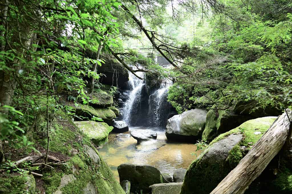 Un ruscello tranquillo e appartato scorre tra rocce coperte di muschio nella gola di arenaria del Dismals Canyon, Alabama, sito dichiarato Patrimonio dell'Umanità dal 1974