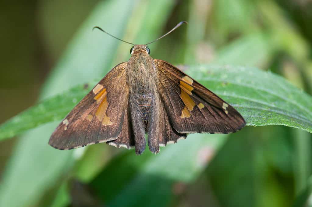 Farfalla Skipper macchiata d'argento sulla foglia