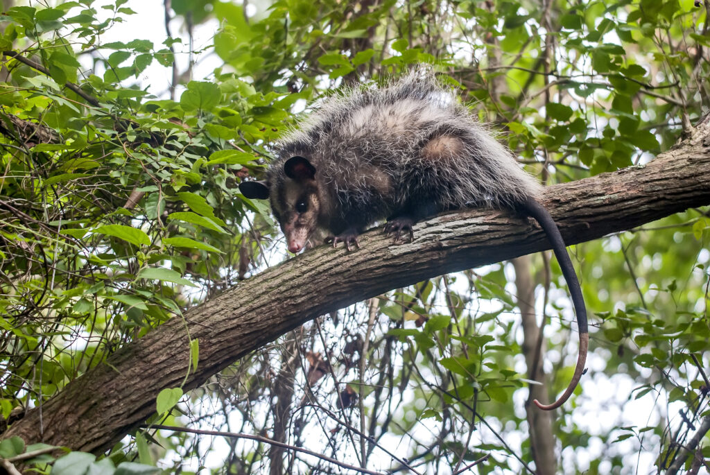 Opossum dalle grandi orecchie fotografato a Guarapari, Espirito Santo.