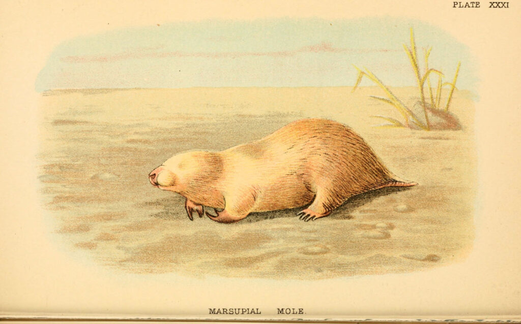 Talpa marsupiale