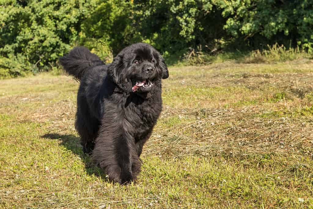 Unico grande cane nero di Terranova dal muso largo e massiccio. Giovane cane di Terranova che gioca su un campo verde. Cane da salvataggio in acqua.