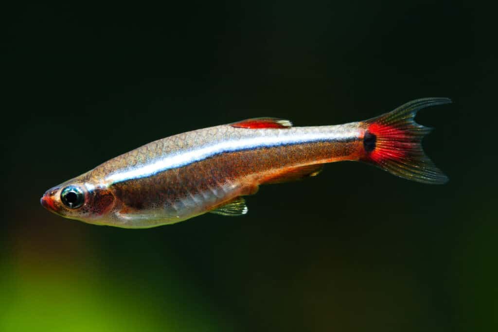 Pesci d'acquario White Cloud Mountain minnow che nuotano su sfondo morbido di piante verdi. Modello di pesce dettagliato. concetto di natura macro. foto con messa a fuoco morbida.