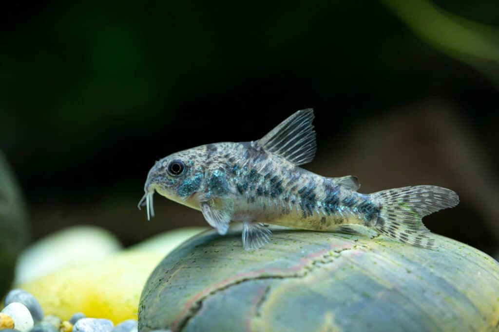 Pepper Cory appoggiato su una roccia