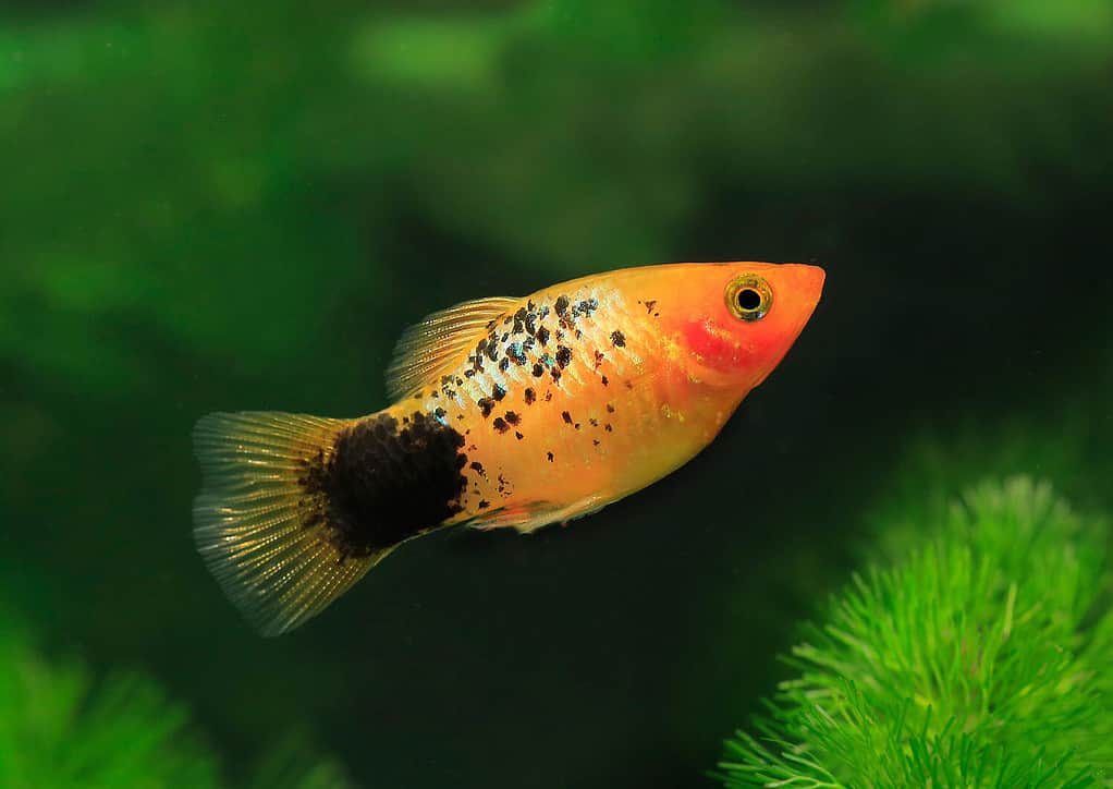 Platyfish meridionale, Xiphophorus maculatus