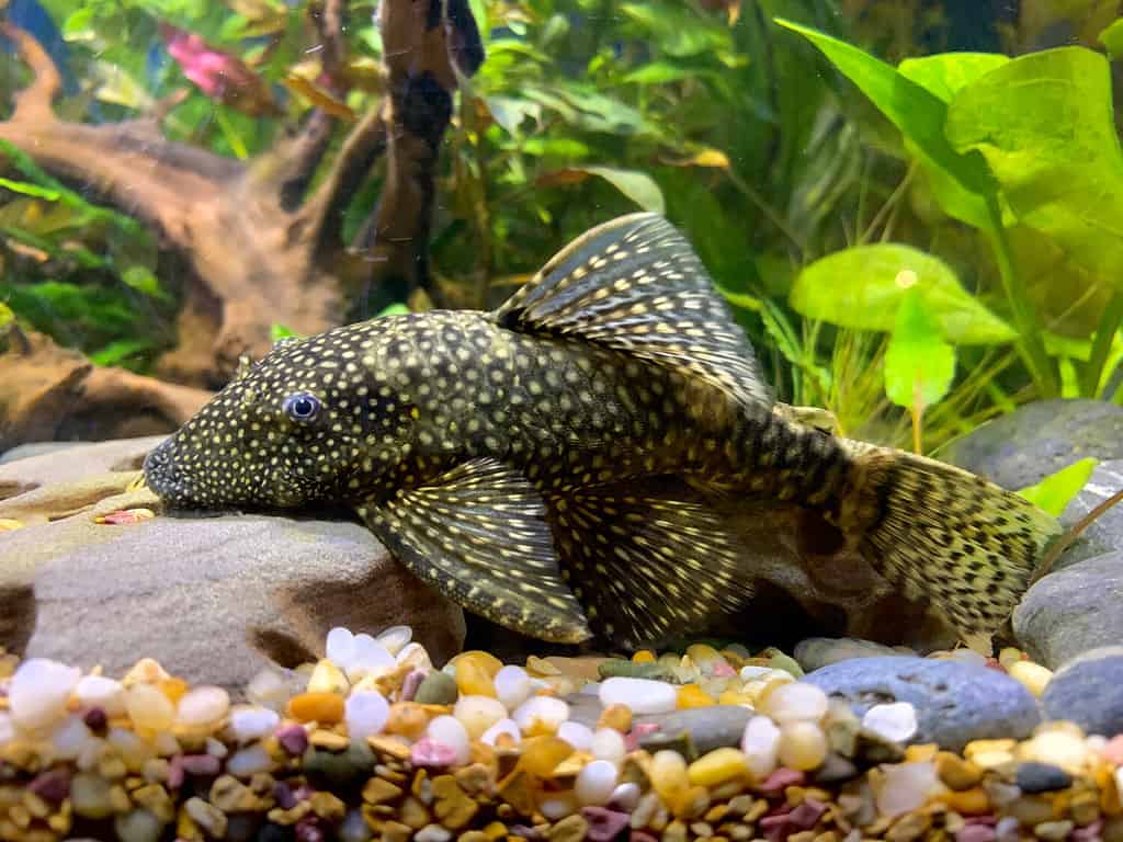 Bristlenose Plecos, pesce mangiatore di alghe d'acqua dolce.