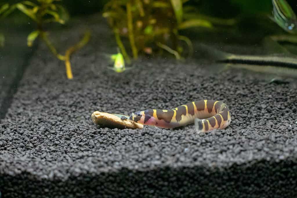 Kuhli Loach sta mangiando un wafer di alghe