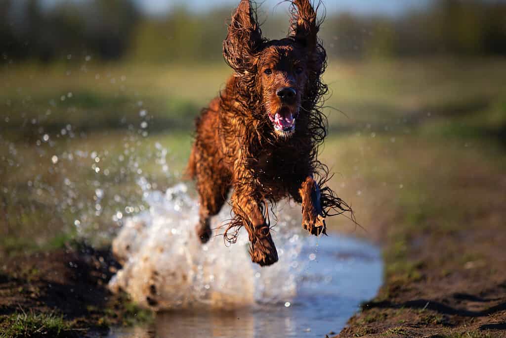 Cane setter irlandese bagnato e sporco che corre veloce e salta su una pozzanghera fangosa con schizzi d'acqua su un campo verde in una giornata primaverile