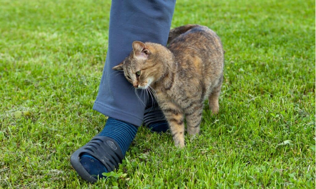 Gatto che si strofina contro la gamba