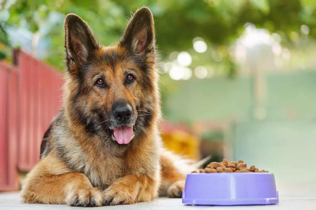 Cane da pastore tedesco sdraiato accanto a una ciotola con cibo per cani crocchette, guardando la telecamera.  Primo piano, copia spazio.