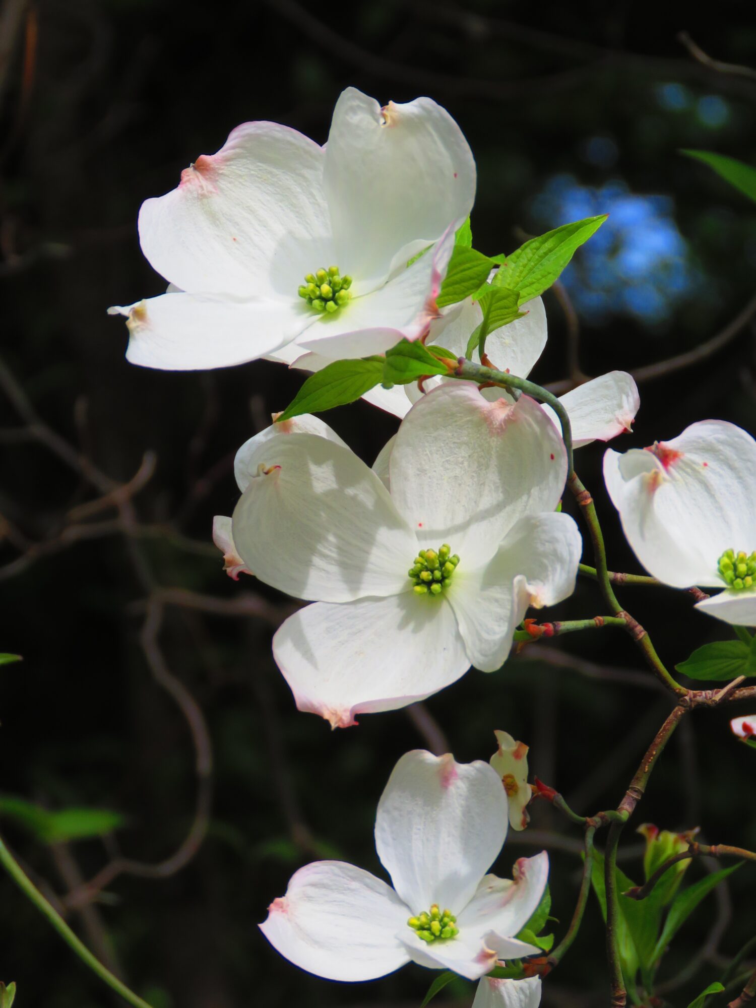 fiori di Cornus florida, corniolo fiorito,
