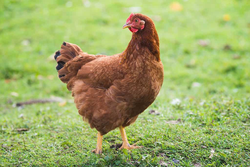 Giovane gallina marrone Rhode Island Red che cammina sull'erba verde