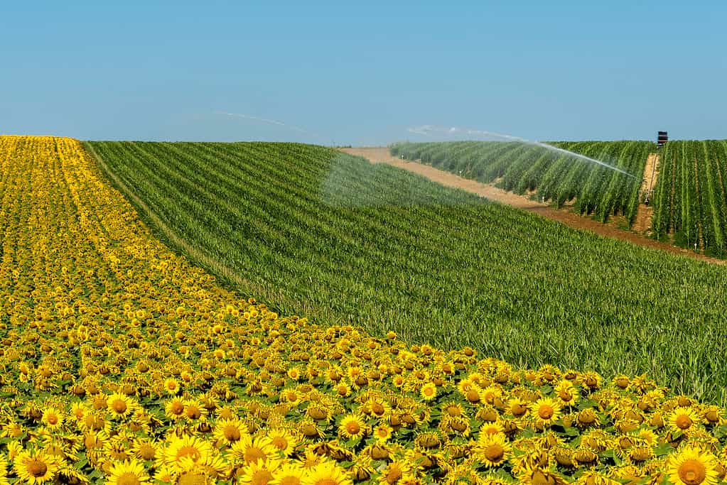 Vista del sistema di irrigazione che irriga un enorme campo di mais e girasole Auvergne Rhone Alpes.  Francia