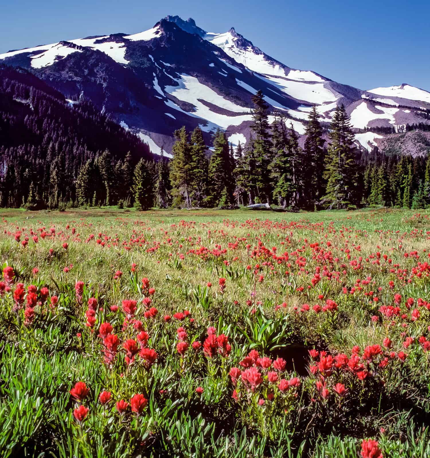 Il monte Jefferson e un prato con un pennello indiano a Jefferson Park, Oregon