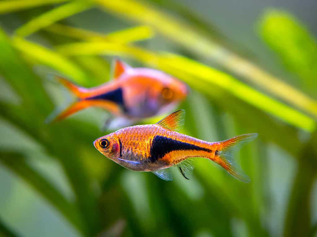 Rasbora arlecchino (Trigonostigma heteromorpha) in un acquario