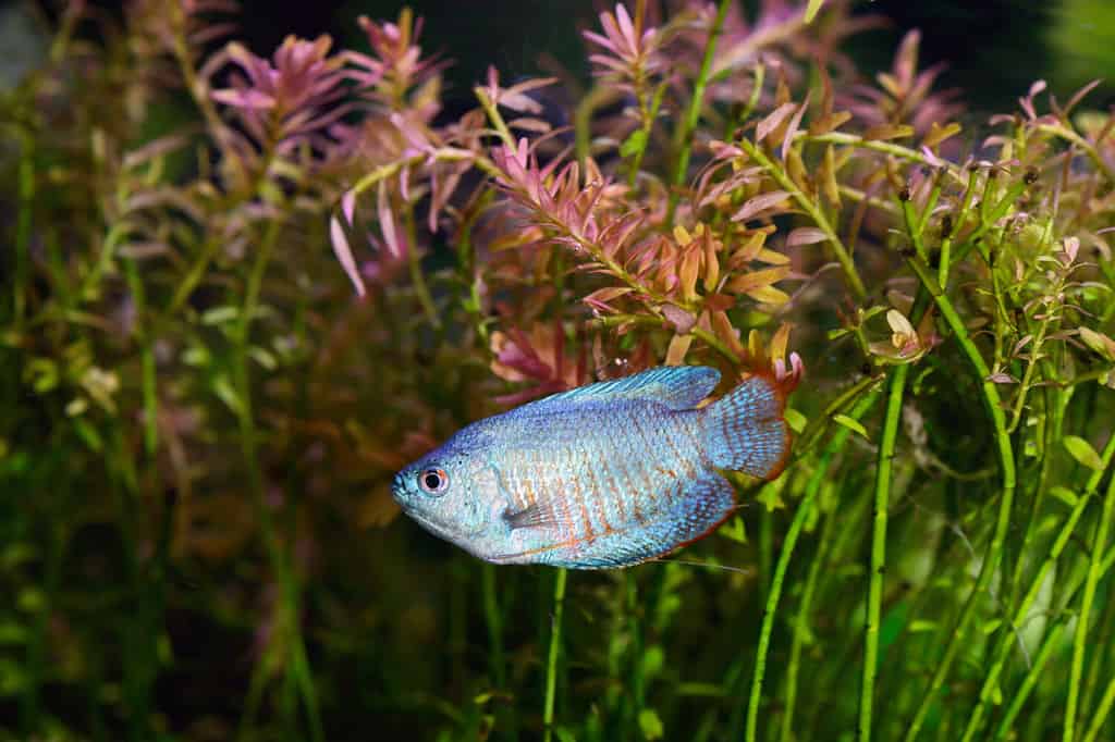 Gourami nano blu polvere in un acquario