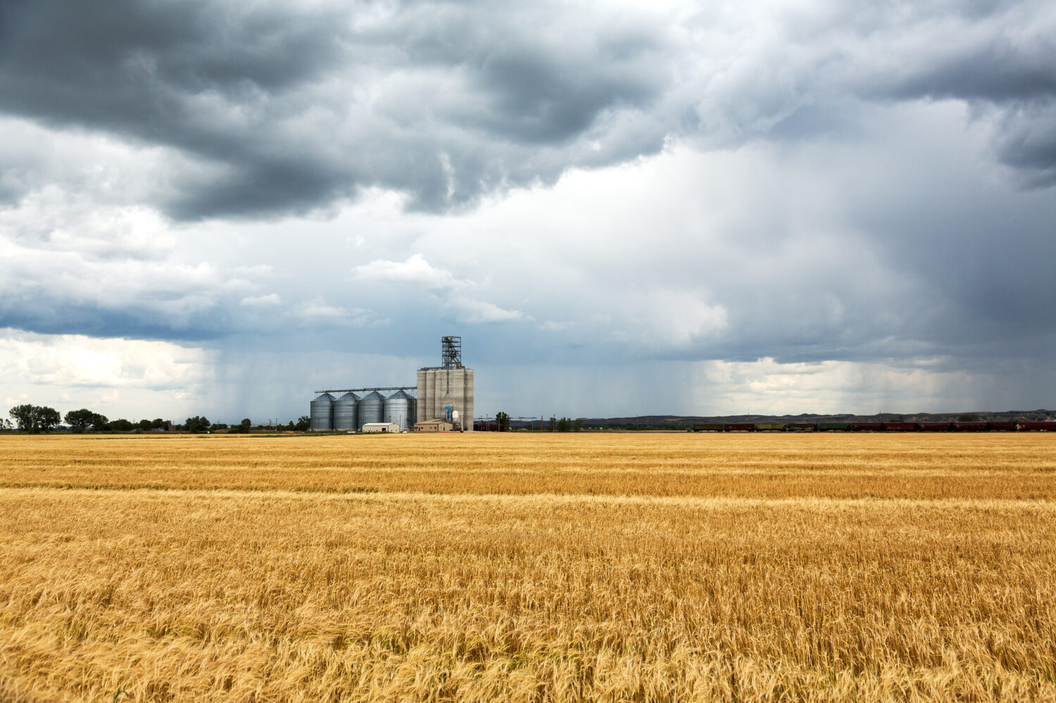Campi di grano e elevatore del grano a Sidney, Montana durante una tempesta di pioggia in una giornata estiva. 