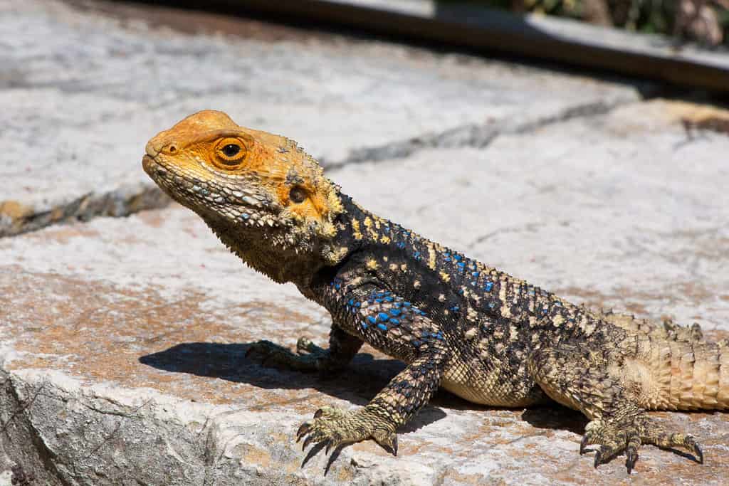 lucertola Hardun Agame o Stellagama stellio