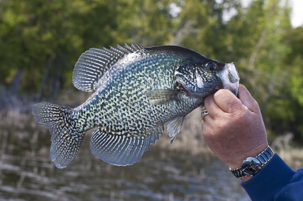 Pesca ai Crappie Neri