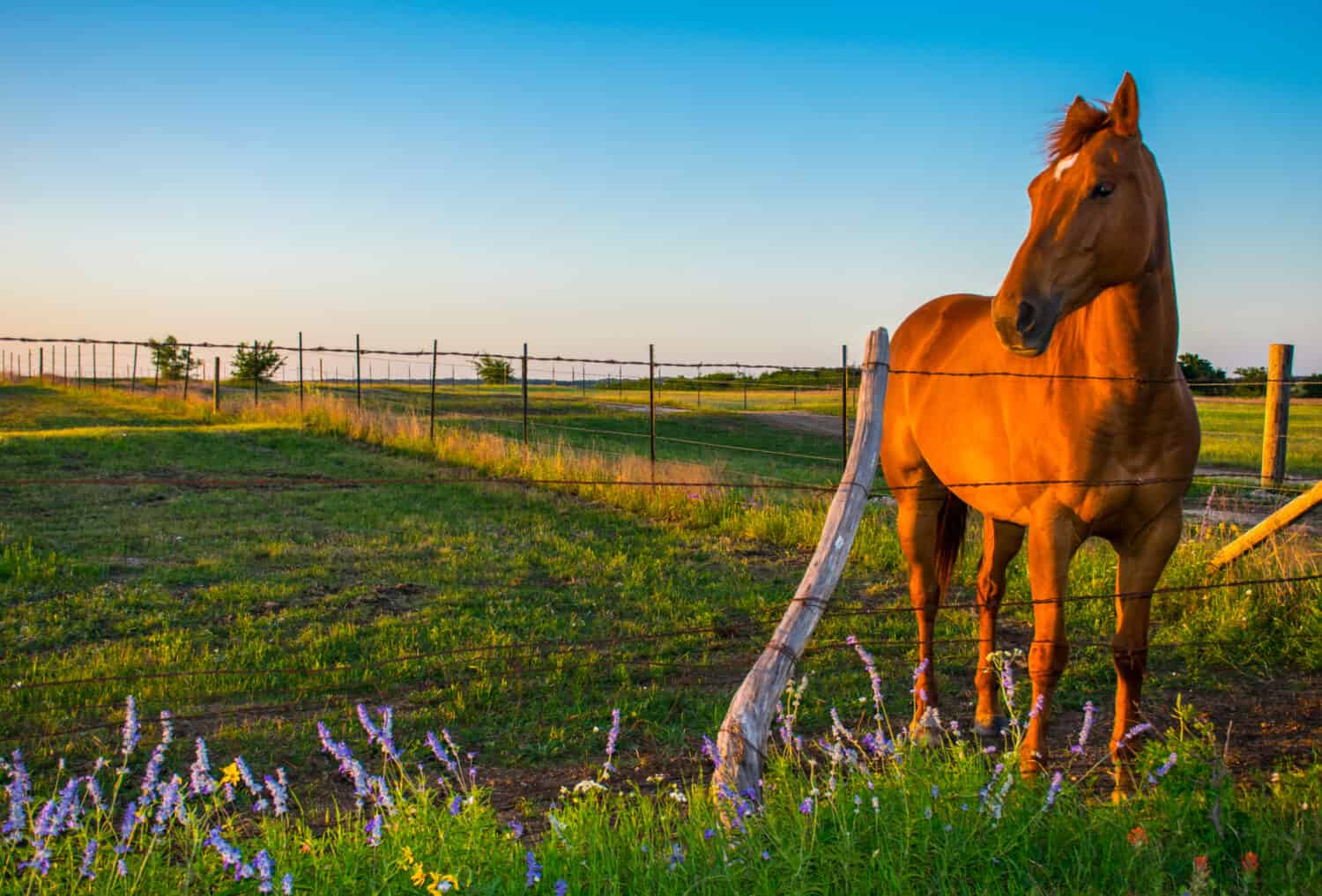 Tramonto mentre Sunny, la cavalla, posa per il suo servizio fotografico nella prateria collinare del Texas con fiori blu e riflessi dorati sul cappotto