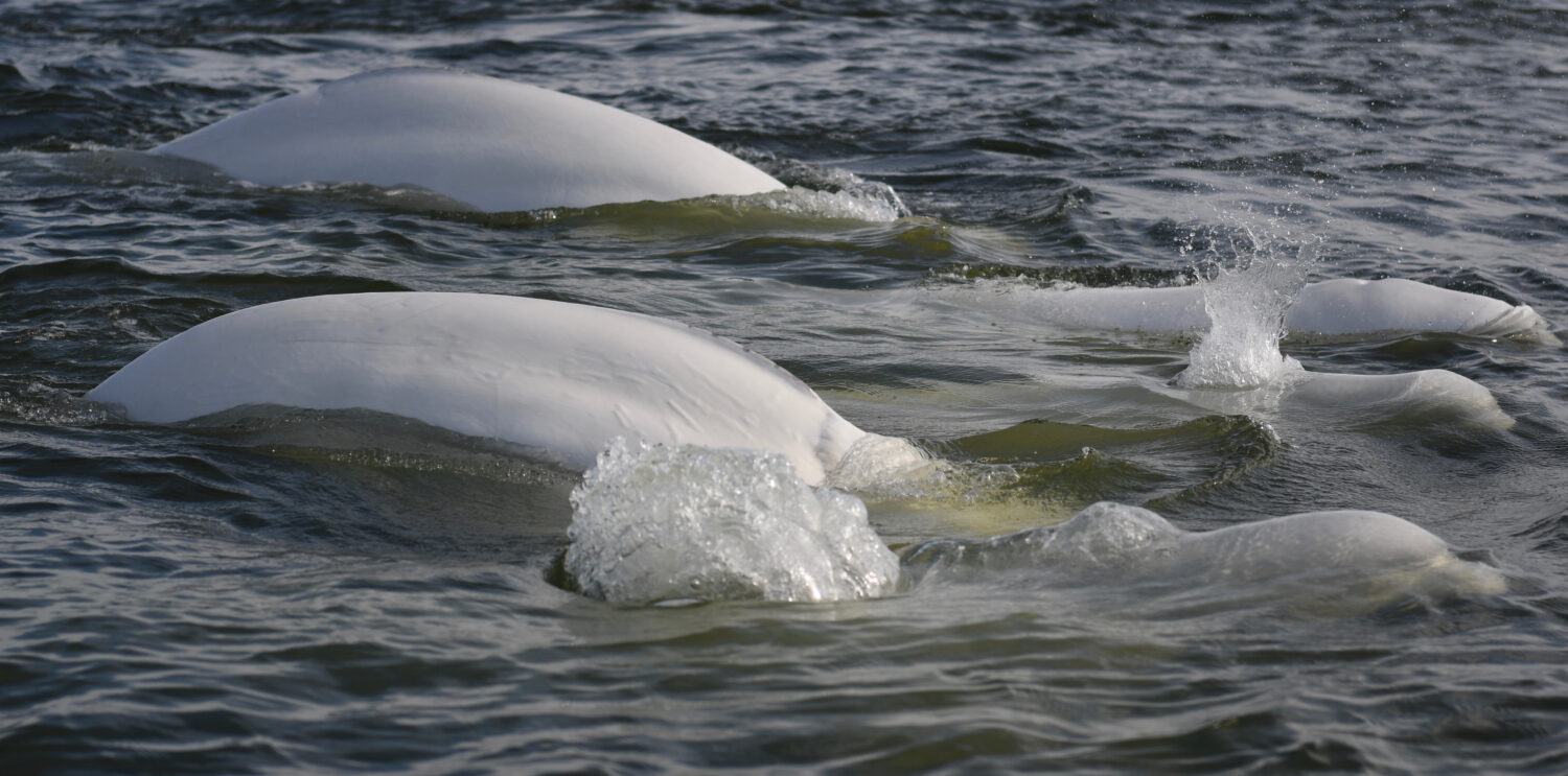 balene beluga nella Baia di Hudson, Churchill, Canada