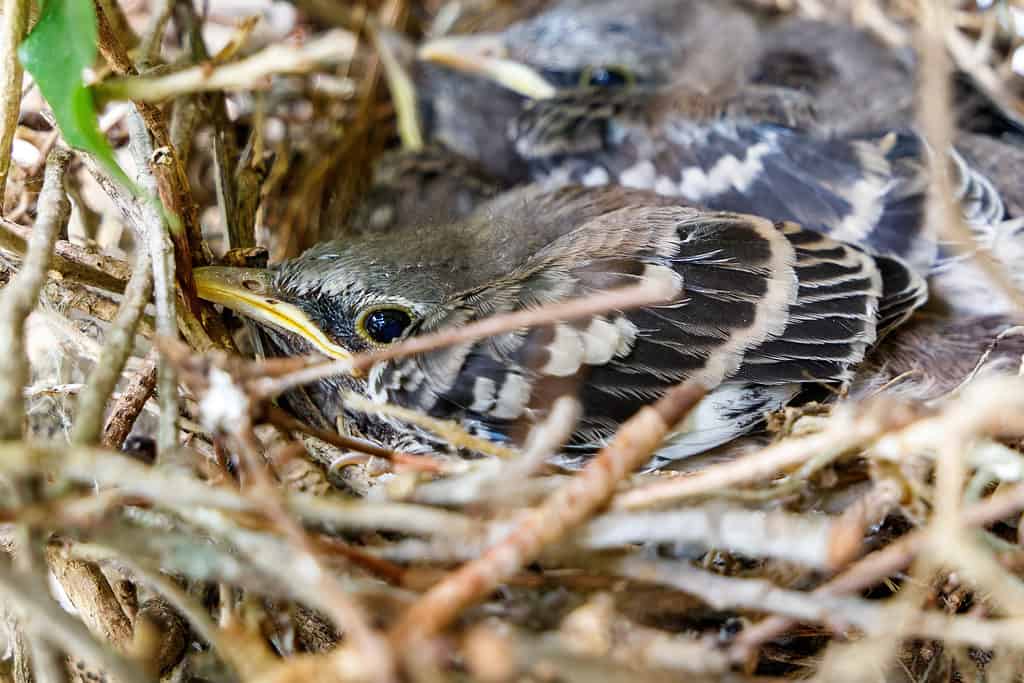 Baby Mockingbirds settentrionali (Mimus polyglottos) in un nido.