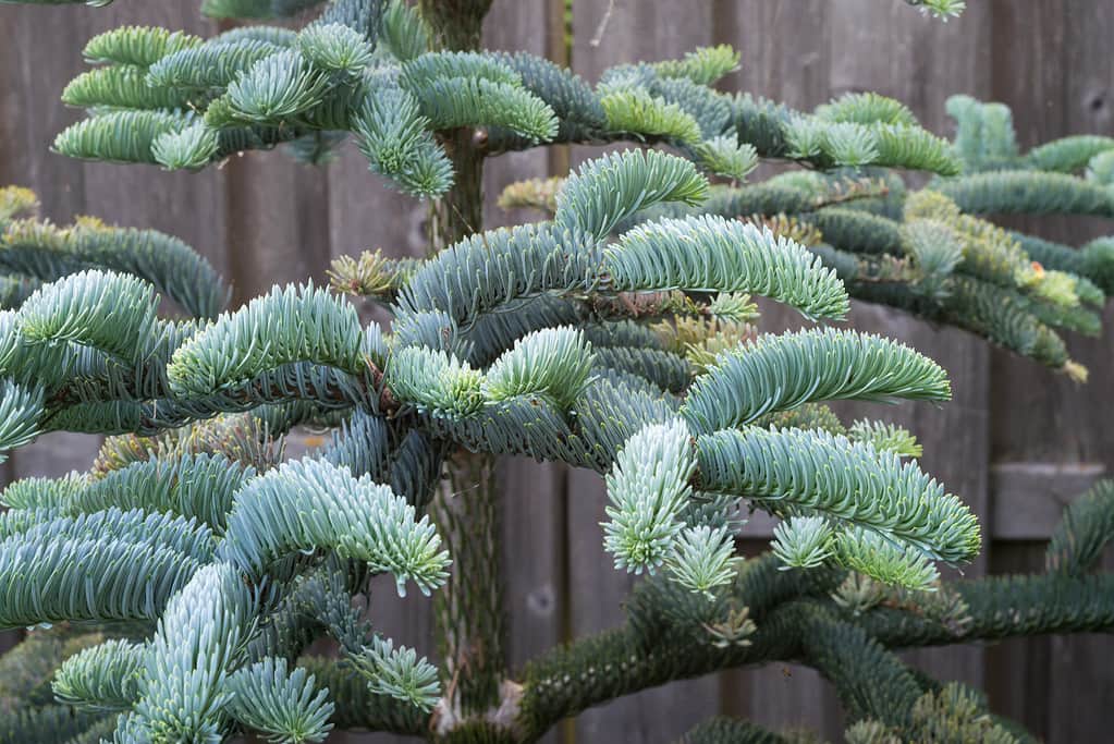 Rami di giovane abete nobile (Abies procera) in un giardino botanico in primavera.