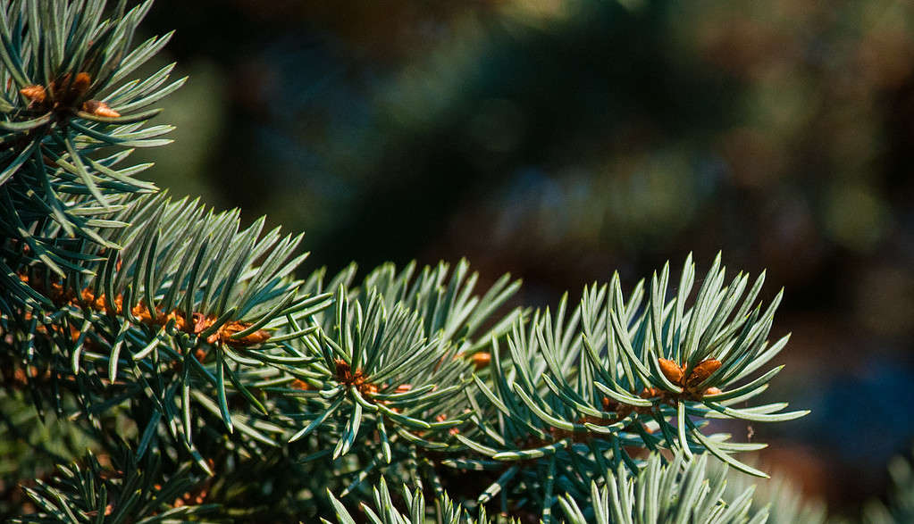 Foto delle punte dei rami di un albero di abete bianco europeo (Abies Alba).