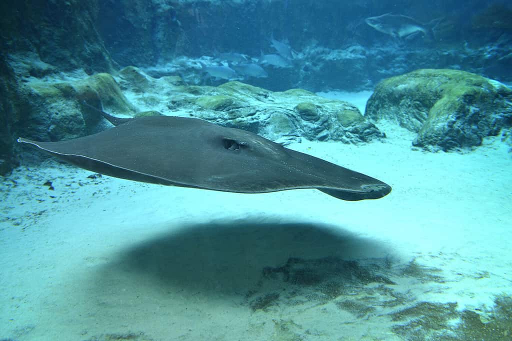 Stingray gigante d'acqua dolce del fiume Mekong che scivola attraverso l'acqua sabbiosa, fuoco selettivo.