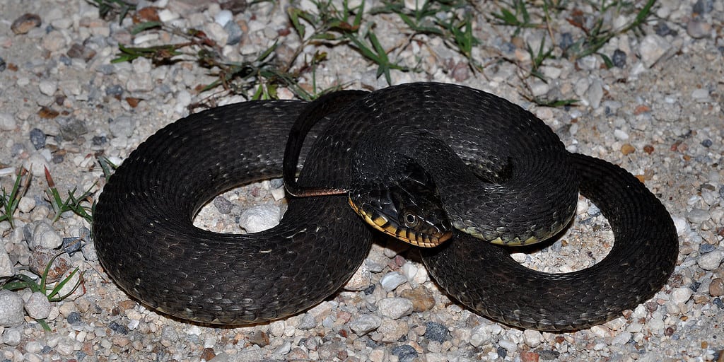 Contea di Watersnake dal ventre semplice, Texas