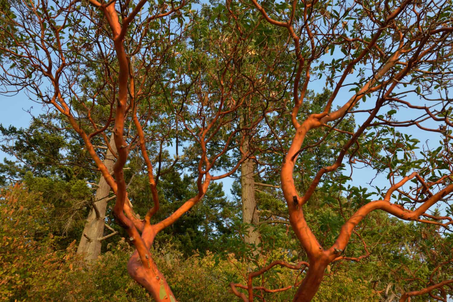 Albero di corbezzolo (Arbutus menziesii), Russell Island, British Columbia, Canada