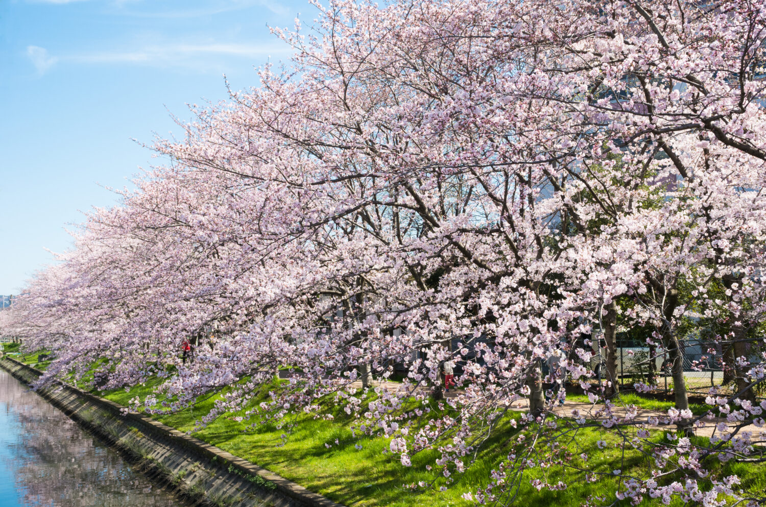 Una fila di ciliegi in fiore lungo il fiume in piena fioritura