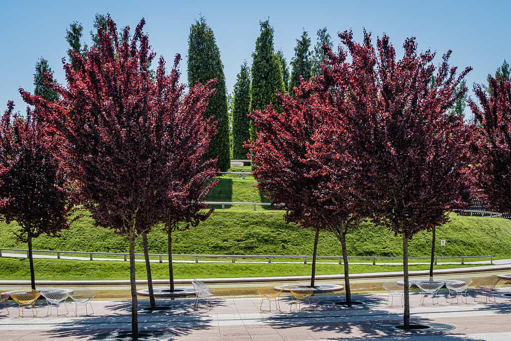 Prunus cerasifera 'Nigra' (prugna nera o prugna 'Pissardii Nigra') con foglie viola contro il cielo blu. Avvicinamento. Parco paesaggistico cittadino pubblico "Krasnodar" o Parco Galitsky. Primavera 2021