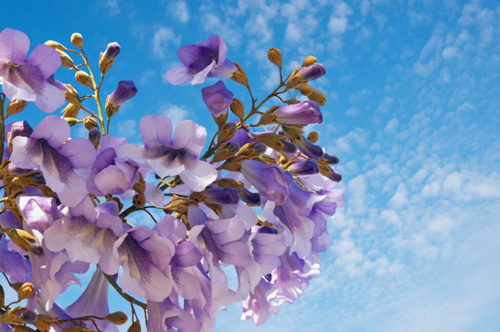 Primavera. Fiori dell'albero di Paulownia tomentosa