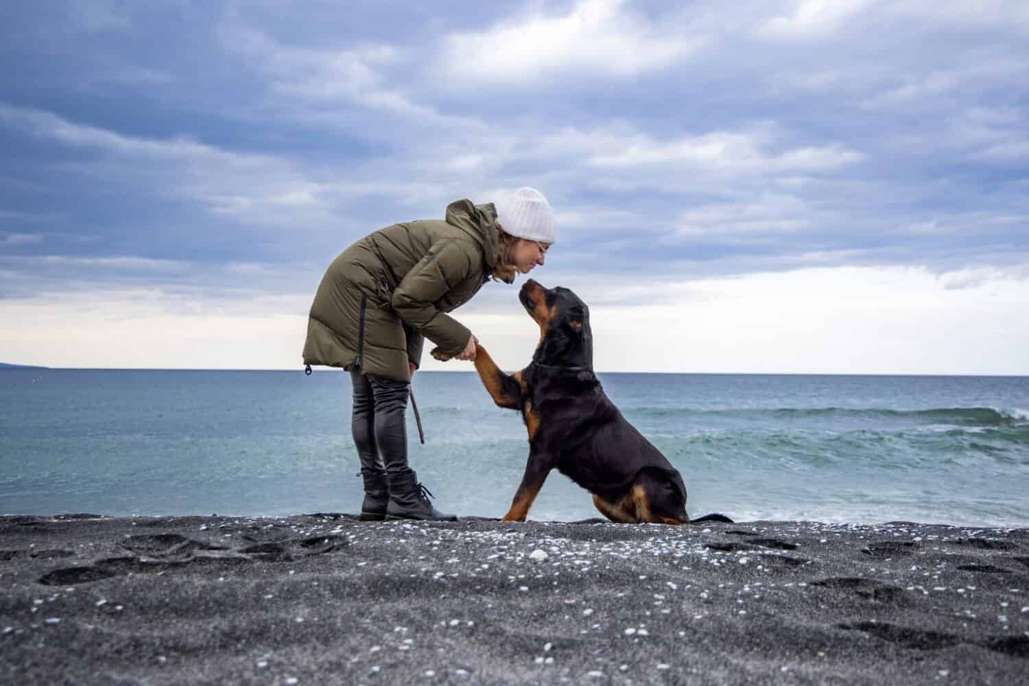 Un grande cane obbediente e fedele con un collare rigido e lucido di metallo si siede su una spiaggia sabbiosa e selvaggia e dà una zampa alla sua felice e allegra padrona di casa adulta in abiti caldi in un clima freddo e nuvoloso